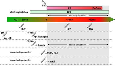 Treatment With Resveratrol Ameliorates Mitochondrial Dysfunction During the Acute Phase of Status Epilepticus in Immature Rats